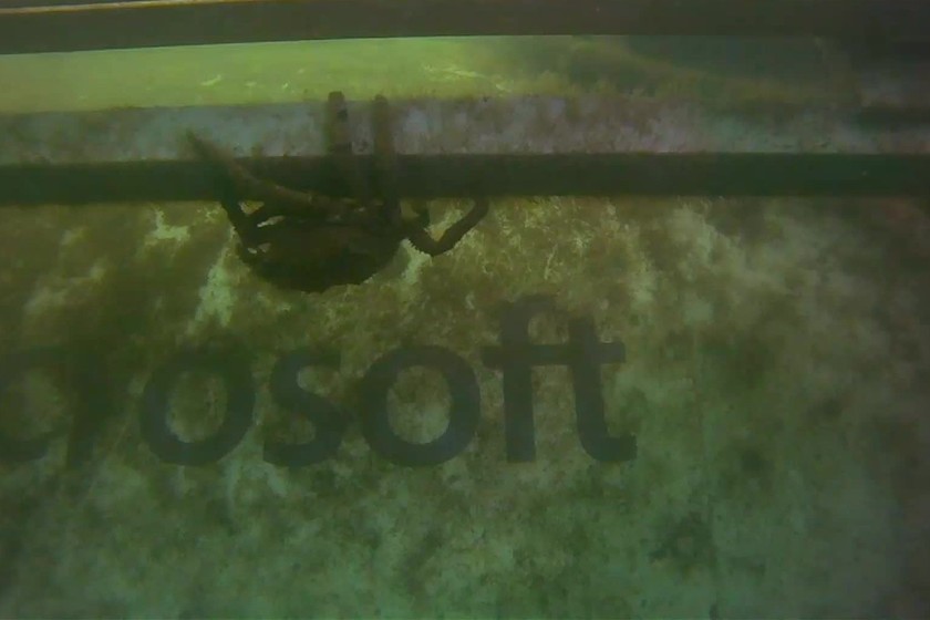 Langsung, saksikan ikan berenang di sekitar pusat data raksasa bawah laut Microsoft dengan 864 server