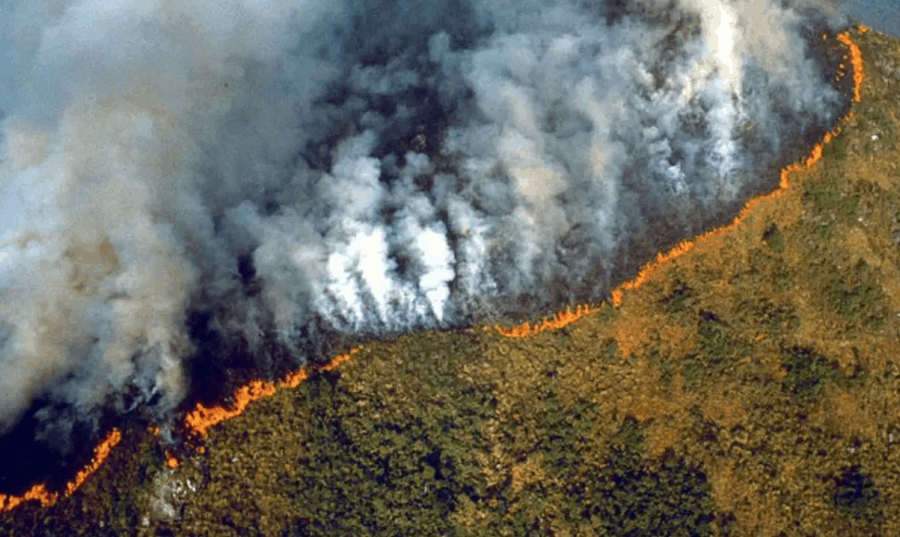 Apple memberikan sumbangan untuk memulihkan Amazon hutan hujan di tengah rekor kebakaran