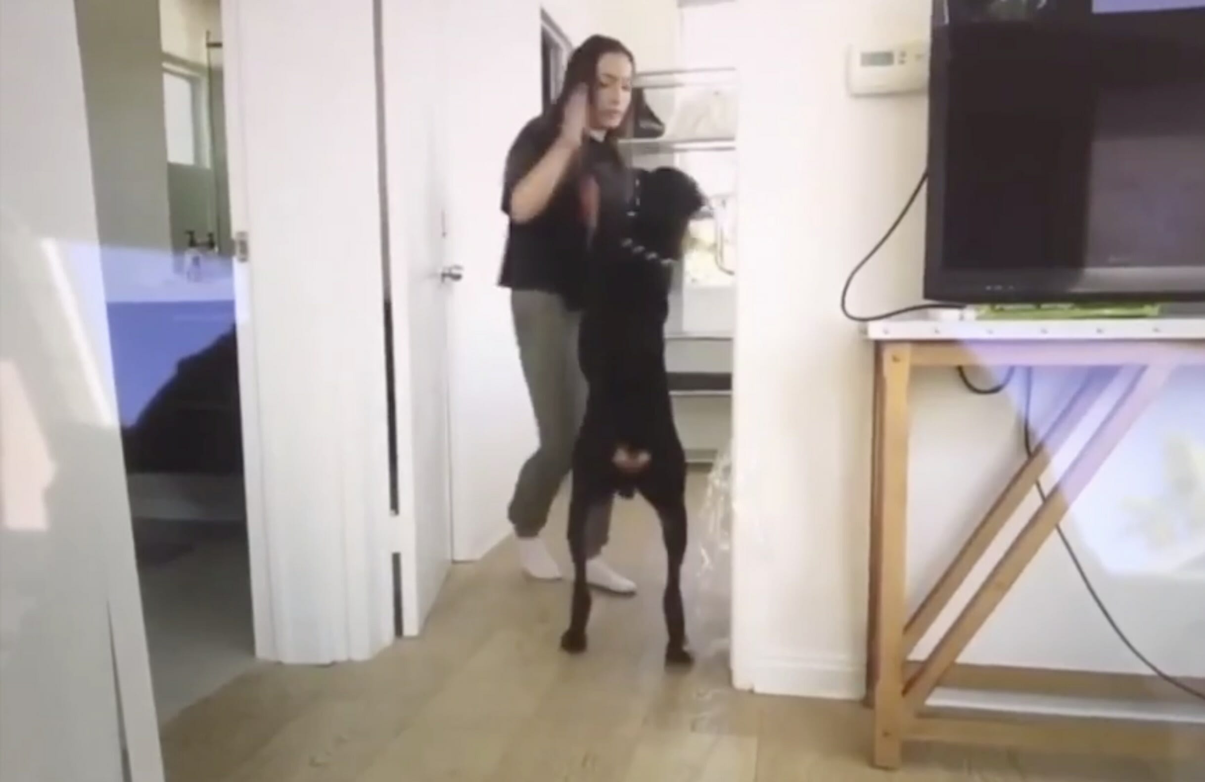 Brooke Houts, YouTuber yang memperlakukan anjing Anda dalam video, dapat menyimpannya, untuk saat ini