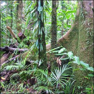 Contoh lahan hutan jauh di Suriname
