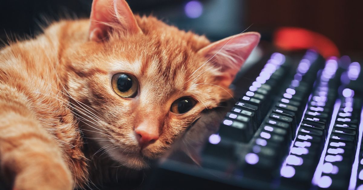 Мачките влегуваат во компјутер со стругалка Twitch, што го прави ветер 2