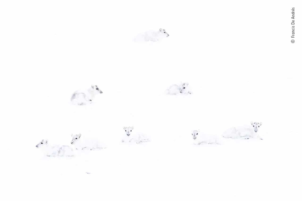 Ada tujuh hewan dalam gambar, tetapi sulit untuk membedakan spesies karena mereka semua sangat putih dan di lingkungan yang benar-benar putih salju.