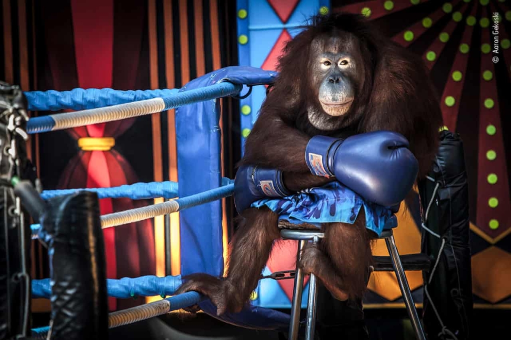 Dalam gambar, orangutan terlihat serius dan duduk di bangku kecil di sebelah tali cincin. 