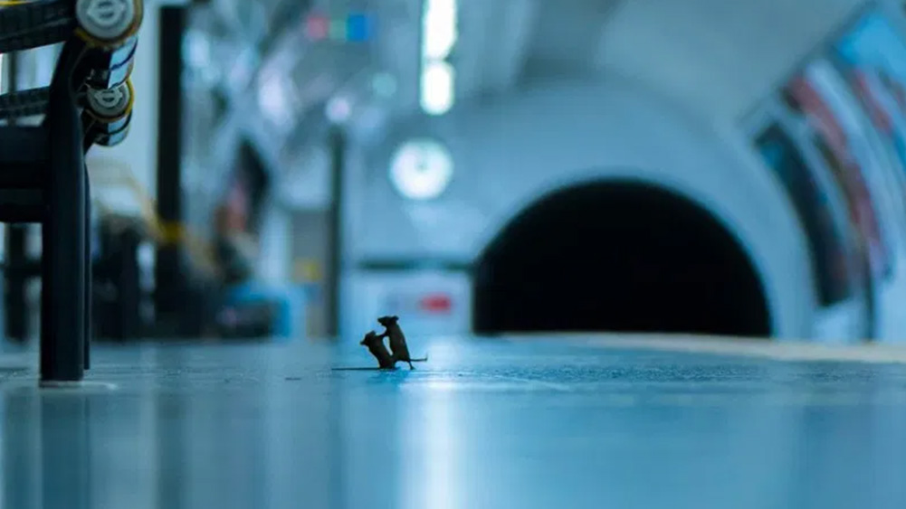 Pertempuran epik antara 2 tikus di subway memenangkan penghargaan dan menjadi viral di web