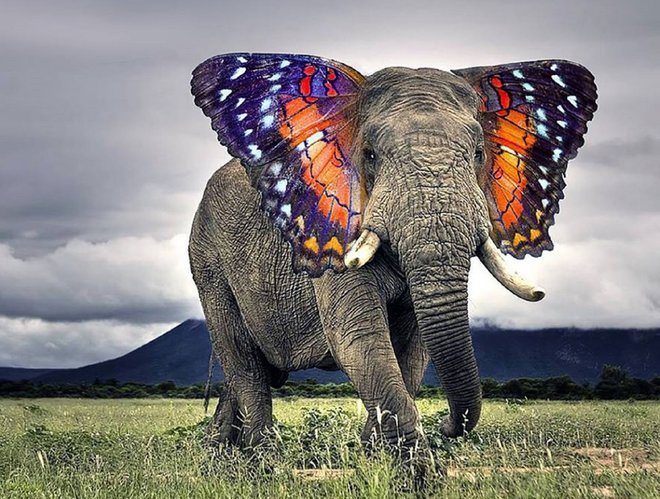 Hewan-hewan baru yang gila membayangkan dengan kekuatan Photoshop 14