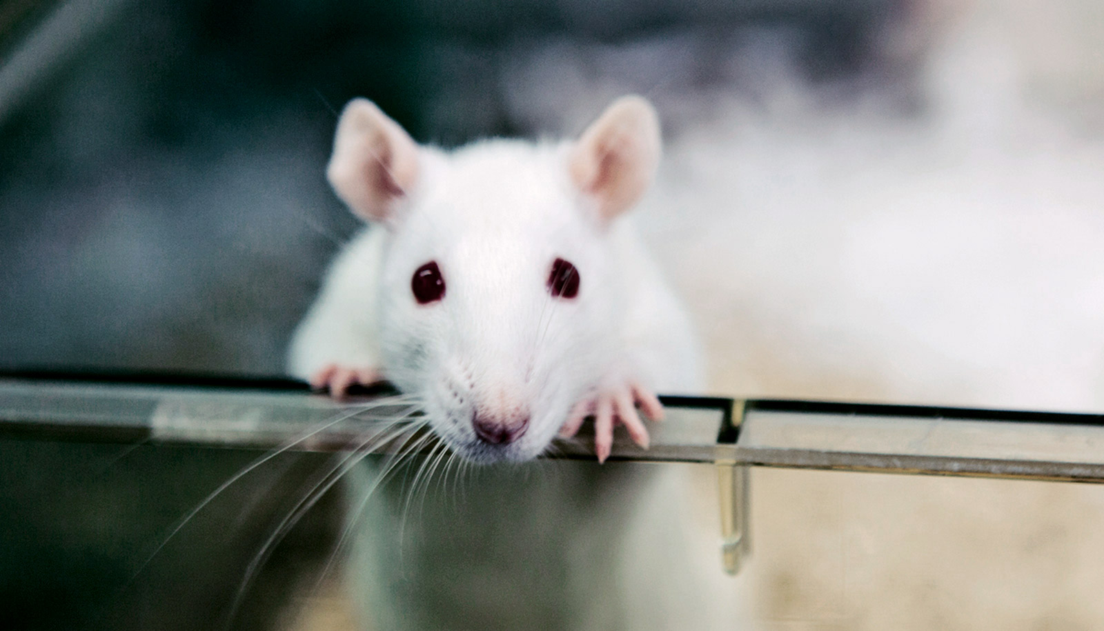 Neuron tikus berkomunikasi melalui internet dengan sel buatan